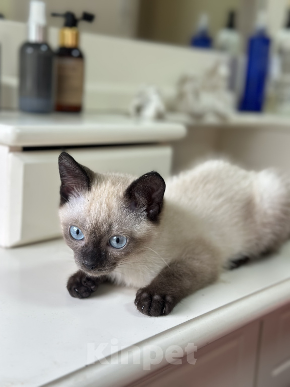 Кошки в Барнауле: Сёма, 2 месяца Мальчик, Бесплатно - фото 2