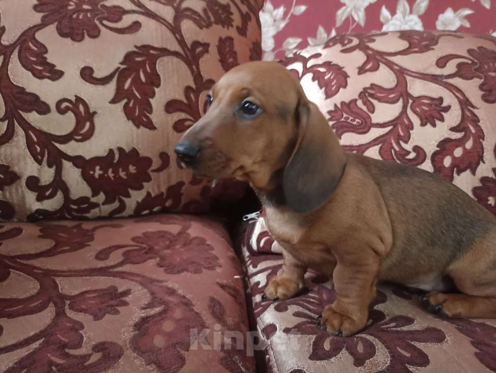 Собаки в Тамбове: Щенок таксы кобель Мальчик, Бесплатно - фото 3