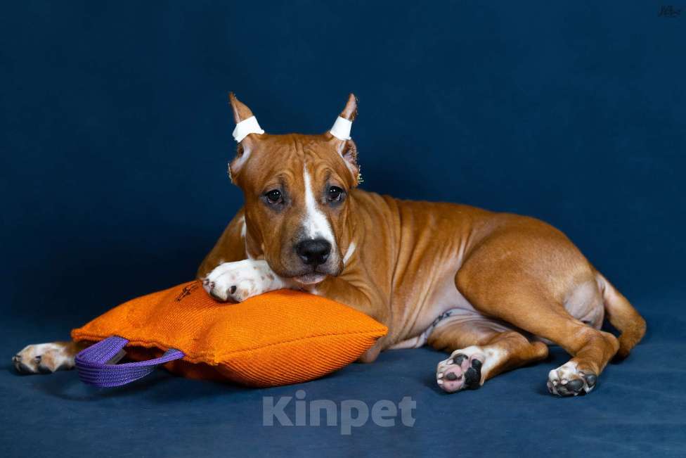 Собаки в Красногорске: Девочка 6 Девочка, Бесплатно - фото 2