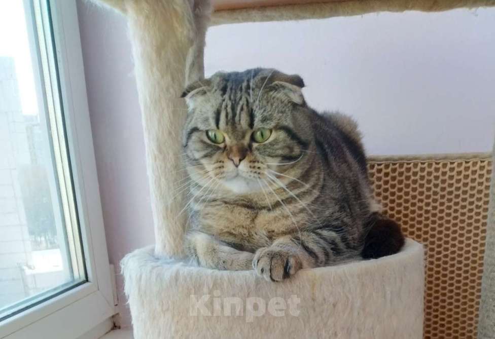 Кошки в Москве: Шотландские мальчики Мальчик, 10 000 руб. - фото 2