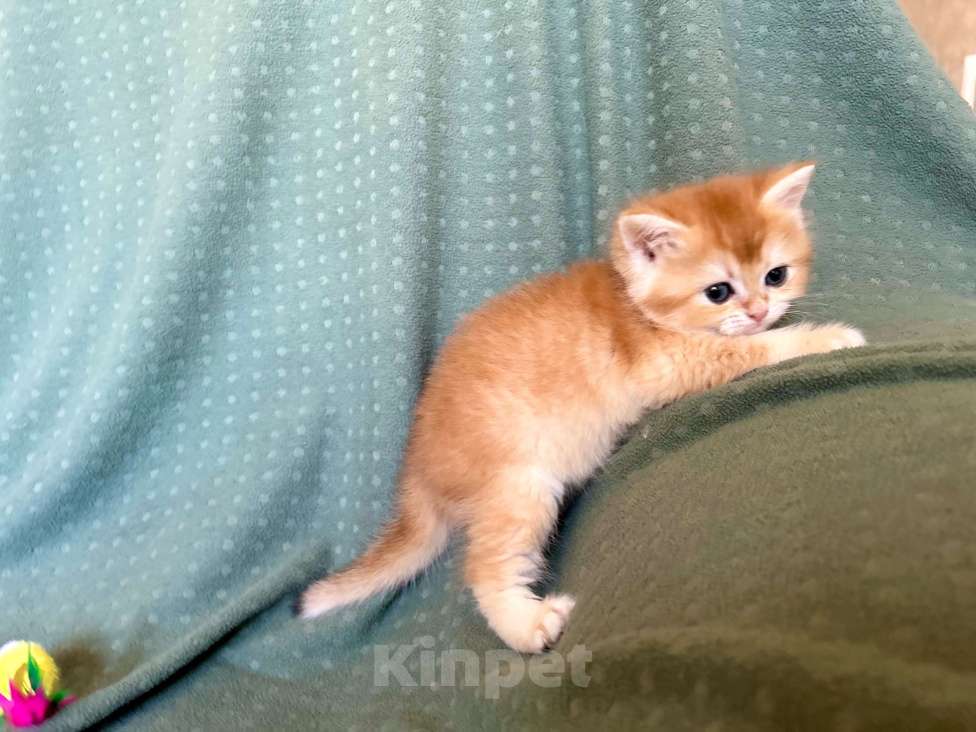 Кошки в Москве: Золотая плюшевая шиншилла Девочка, 35 100 руб. - фото 6