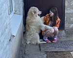 Собаки в Волжском: Отдам в добрые руки  Мальчик, 5 руб. - фото 1