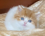 Кошки в Нижнем Новгороде: Голубоглазая рыжая кошечка к новогодним праздникам Девочка, 40 000 руб. - фото 1