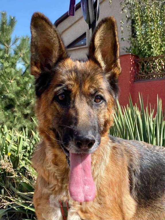 Собаки в Москве: Овчарка в добрую семью Девочка, Бесплатно - фото 3