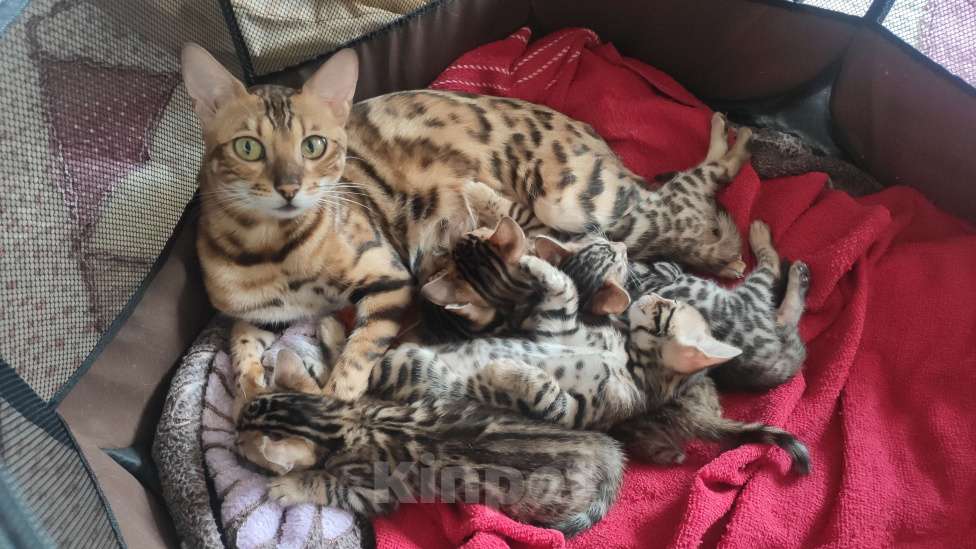 Кошки в Солнечногорске: Открыто бронирование, бенгальские котята, родились 13.06.2023 Девочка, Бесплатно - фото 2