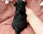 Собаки в Москве: Чёрный йорк девочка Девочка, 100 000 руб. - фото 4