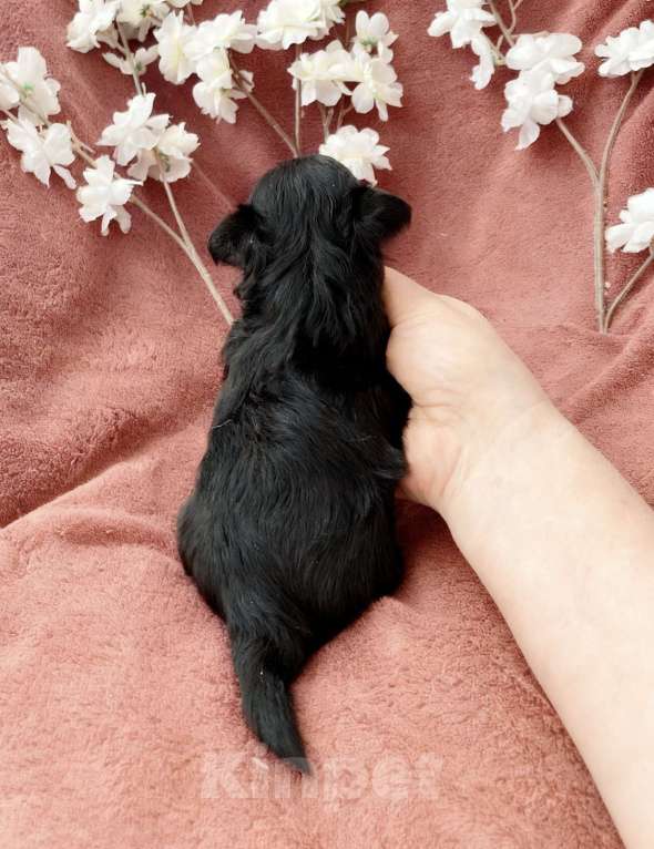 Собаки в Москве: Чёрный йорк девочка Девочка, 100 000 руб. - фото 4