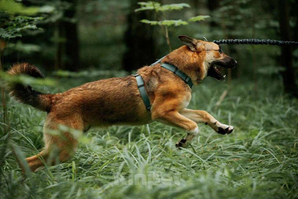 Собаки в Москве: Алекс из приюта ищет дом Мальчик, Бесплатно - фото 5