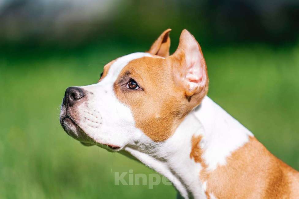 Собаки в Москве: Щенок стафордширского терьера Мальчик, 35 000 руб. - фото 2