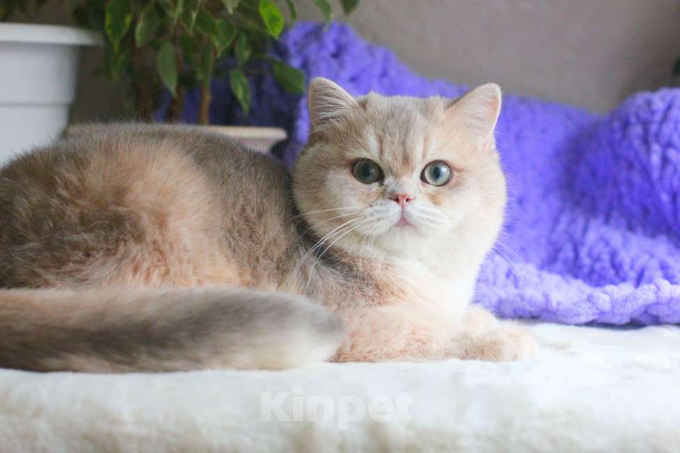 Кошки в Москве: Британский мальчик голубая золотая шиншилла Мальчик, 45 000 руб. - фото 1