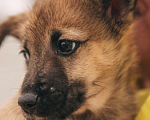 Собаки в Рязани: Щенок от небольшой собачки Мальчик, Бесплатно - фото 3