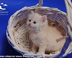 Кошки в Воронеже: Есенка Манчжури 🔥 Девочка, 60 000 руб. - фото 1