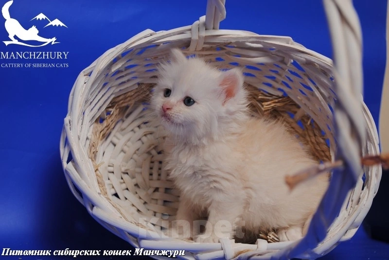 Кошки в Воронеже: Есенка Манчжури 🔥 Девочка, 60 000 руб. - фото 1