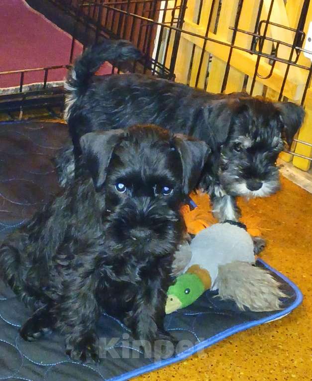 Собаки в Санкт-Петербурге: Четыре кобеля 2 окрасов Мальчик, 50 000 руб. - фото 4