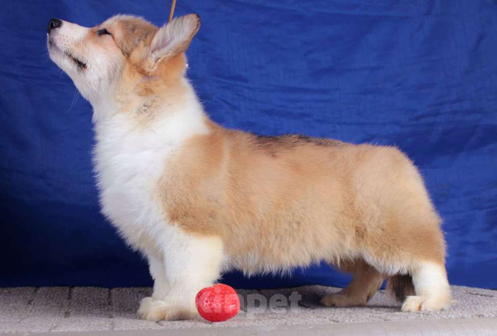 Собаки в Москве: вельш корги пемброк щенки от Интерчемпиона Девочка, 80 000 руб. - фото 6