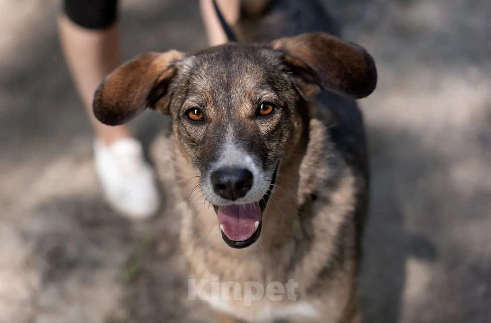 Собаки в Балашихе: Собака улыбака Бонька ищет дом Девочка, Бесплатно - фото 1