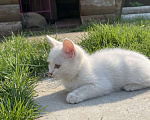 Кошки в Тюмени: отдам котенка в добрые руки Мальчик, Бесплатно - фото 2