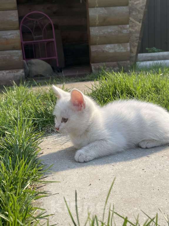 Кошки в Тюмени: отдам котенка в добрые руки Мальчик, Бесплатно - фото 2