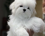 Собаки в Иваново: Мальтезе девочка Девочка, 70 000 руб. - фото 3