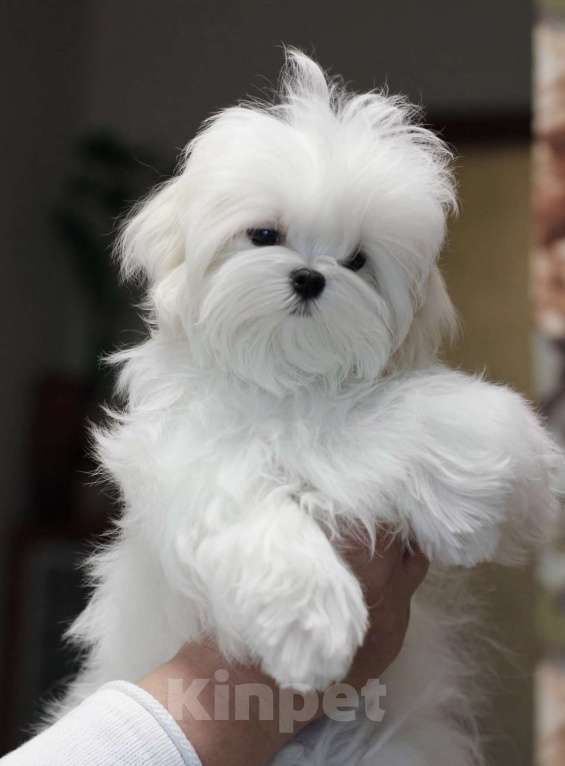 Собаки в Иваново: Мальтезе девочка Девочка, 70 000 руб. - фото 3