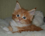 Кошки в Железногорске: Котята Мейн Кун, 5 000 руб. - фото 1
