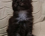 Кошки в Хасавюрте: Котята мейн-кун, 10 000 руб. - фото 2