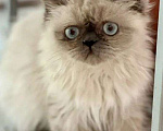 Кошки в Самаре: Персидская блю пойнт, 8 000 руб. - фото 2