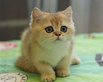 Кошки в Пятигорске: Шиншилла  Мальчик, 12 000 руб. - фото 1