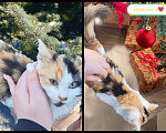 Кошки в Протвино: Котята ищут свои любящие семьи ❤️ Девочка, Бесплатно - фото 2