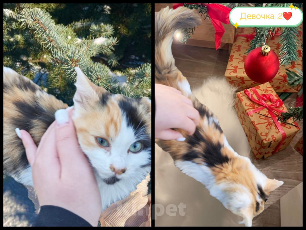 Кошки в Протвино: Котята ищут свои любящие семьи ❤️ Девочка, Бесплатно - фото 2