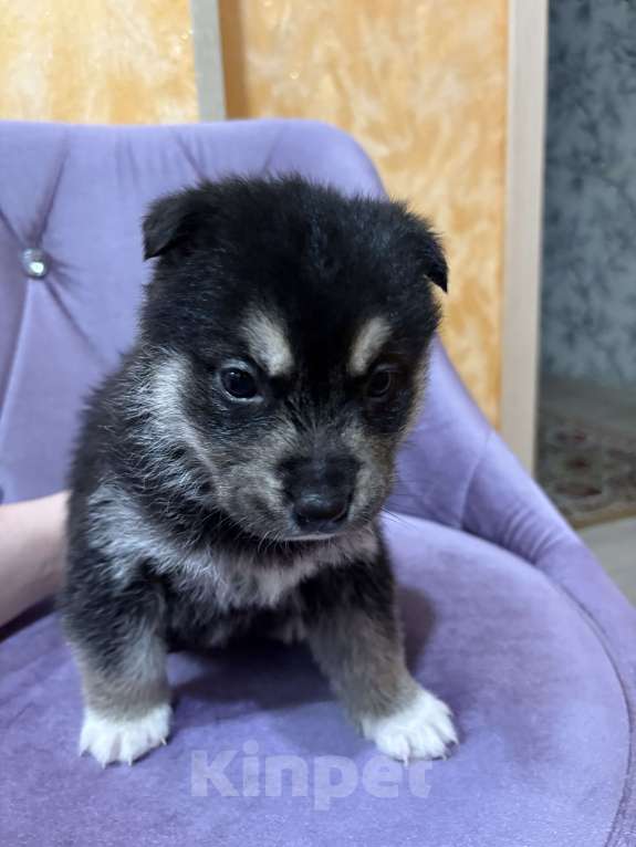 Собаки в других городах Свердловской области: Черника Девочка, Бесплатно - фото 2