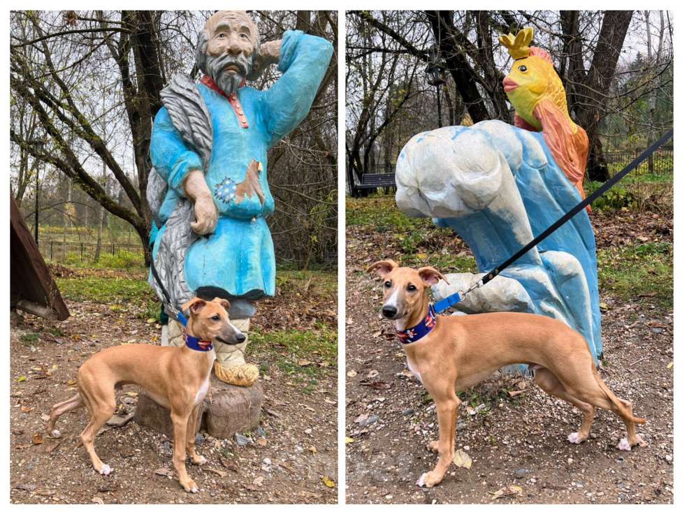 Собаки в Кубинке: Щенок уиппета Мальчик, Бесплатно - фото 3