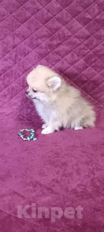 Собаки в Москве: Курносая мини малышка Девочка, 30 000 руб. - фото 2