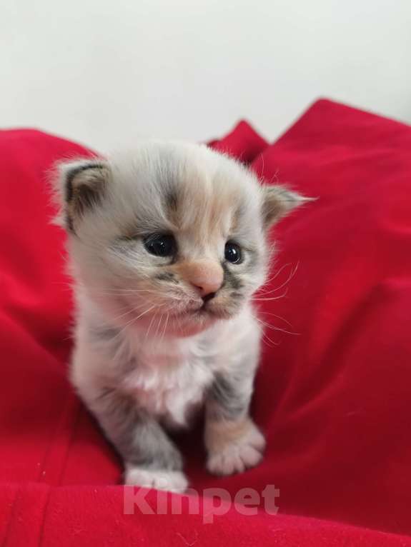 Кошки в Новосибирске: Котенок мейн-кун Разнополые, 15 000 руб. - фото 6