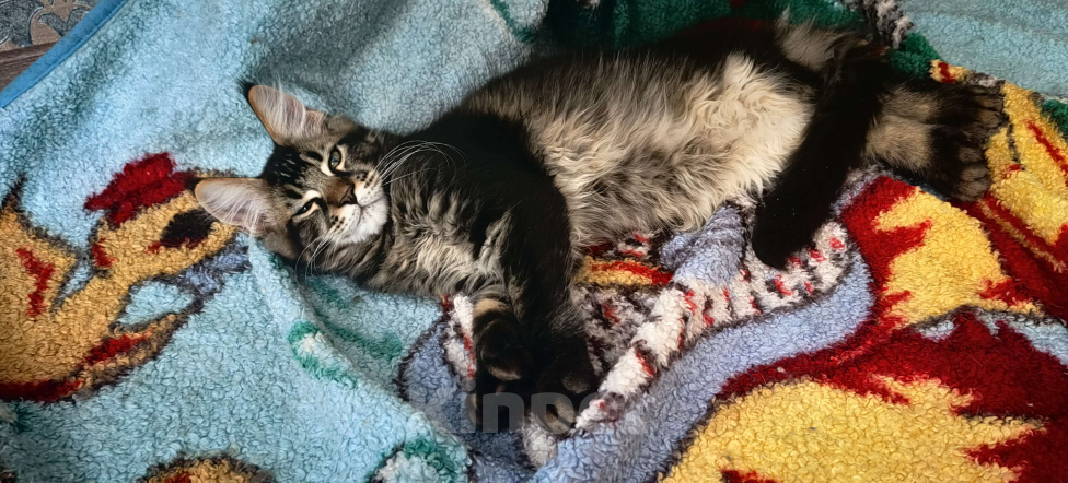 Кошки в Нижнем Новгороде: Полидакт мейн кун Мальчик, 30 000 руб. - фото 5