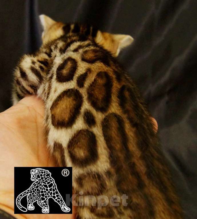 Кошки в Магадане: Бенгальский котенок Мальчик, Бесплатно - фото 6