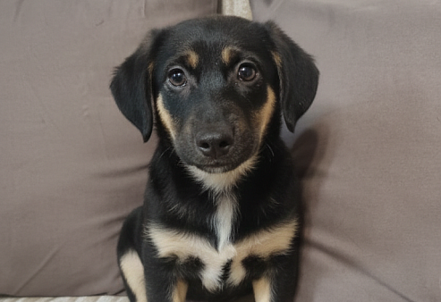 Она смотрит на этот мир с высоты своих коротких лапок, но душа у неё большая и открытая