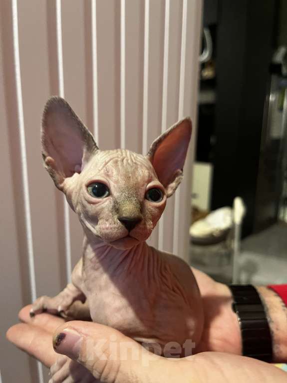 Кошки в Видном: Девочка розовая со стрелочками Девочка, 20 000 руб. - фото 2