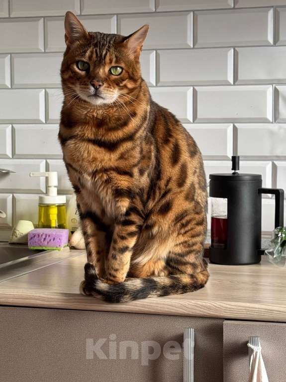 Кошки в других городах Московской области: ДОМА!!!!!! Мальчик, 20 000 руб. - фото 2