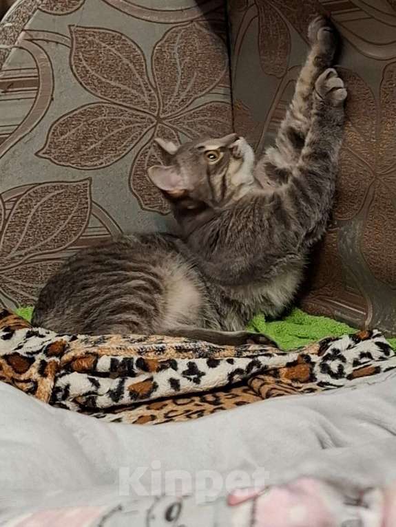 Кошки в Краснодаре: Котенок шотландской прямоухой кошки 7 мес Девочка, Бесплатно - фото 1