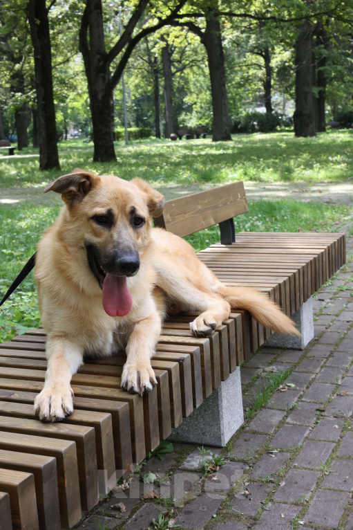 Собаки в Москве: Собака в добрые руки бесплатно Москва Мальчик, Бесплатно - фото 5