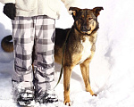 Собаки в Балашихе: Молодой добрый пёс 1,10 г. из приюта Мальчик, Бесплатно - фото 3