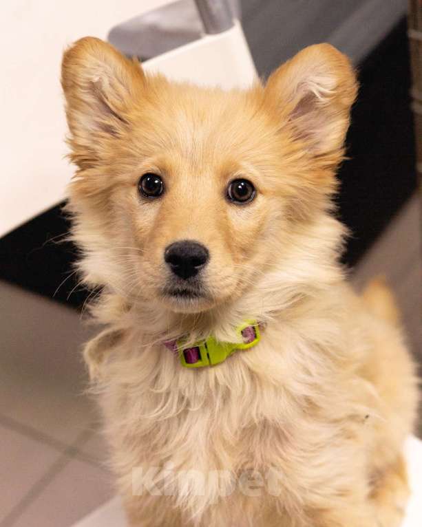 Собаки в Москве: Щенок-девочка в добрые руки! Девочка, Бесплатно - фото 6