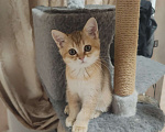 Кошки в Балашихе:  Котята Шотландская золотая шиншилла Мальчик, 10 000 руб. - фото 3