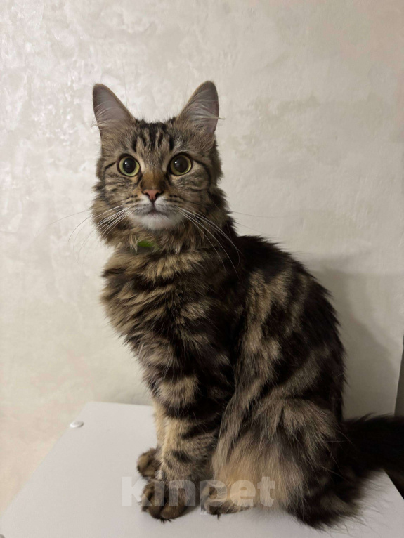 Кошки в других городах Московской области: Маруся ищет любящий дом! Девочка, Бесплатно - фото 2