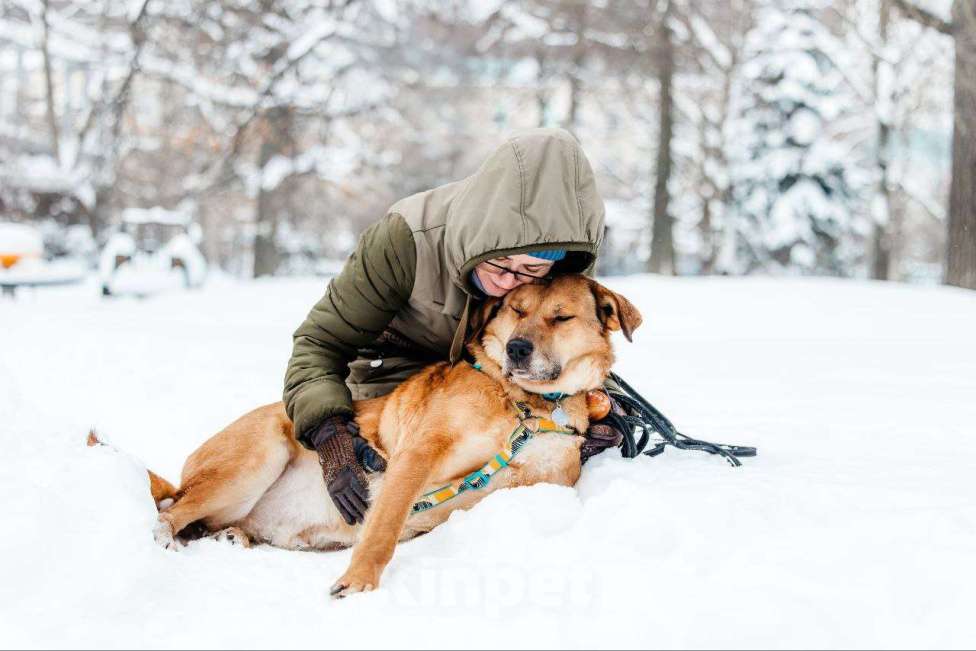 Собаки в Москве: Шикарный Джек ищет дом Мальчик, Бесплатно - фото 10