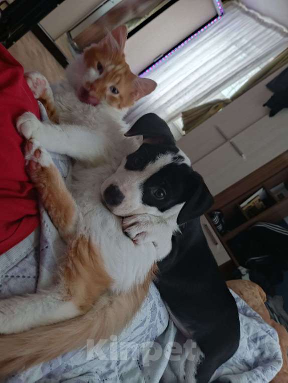 Собаки в Владимире: Щенок стаффордширского терьера Девочка, 12 000 руб. - фото 3