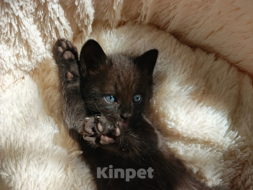 Кошки в других городах Воронежской области: Котенок мальчик Мальчик, 1 руб. - фото 2