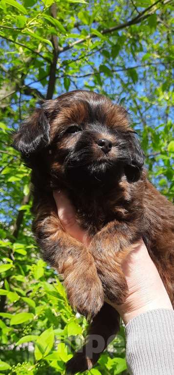 Собаки в Санкт-Петербурге: Щенок Петербургской Орхидеи Девочка, 70 000 руб. - фото 4