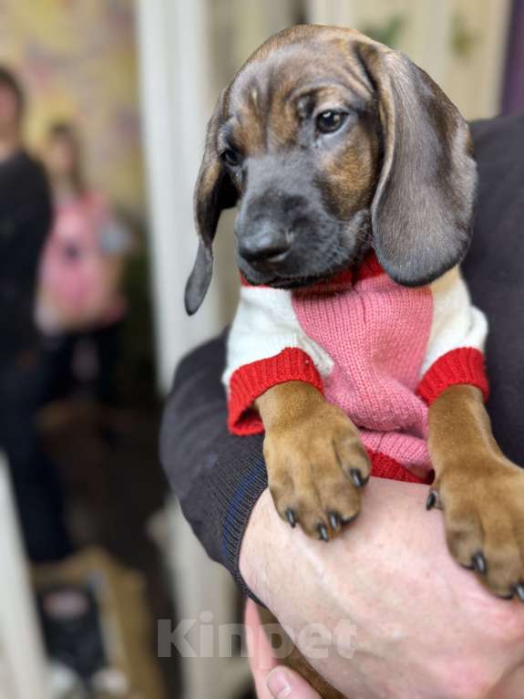 Собаки в Санкт-Петербурге: Щенок редкой породы Баварской горной гончей Девочка, 75 000 руб. - фото 3